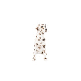 DALMATA