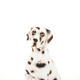 DALMATA