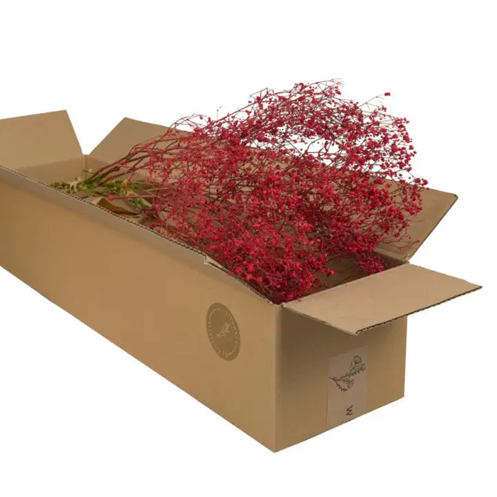 GYPSOPHILIA TINTO