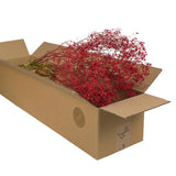 GYPSOPHILIA TINTO