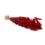 LAGURUS TINTO