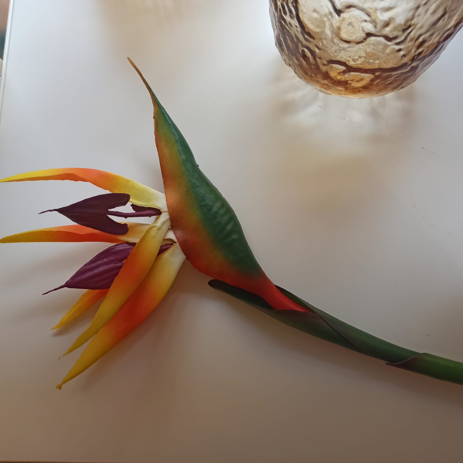 FLOR ESTRELÍCIA
