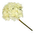 HORTENSIA BRANCA