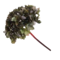 HORTENSIA VERDE