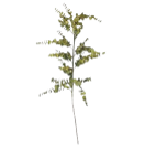 FLOR EUCALIPTO