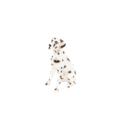 DALMATA