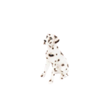 DALMATA